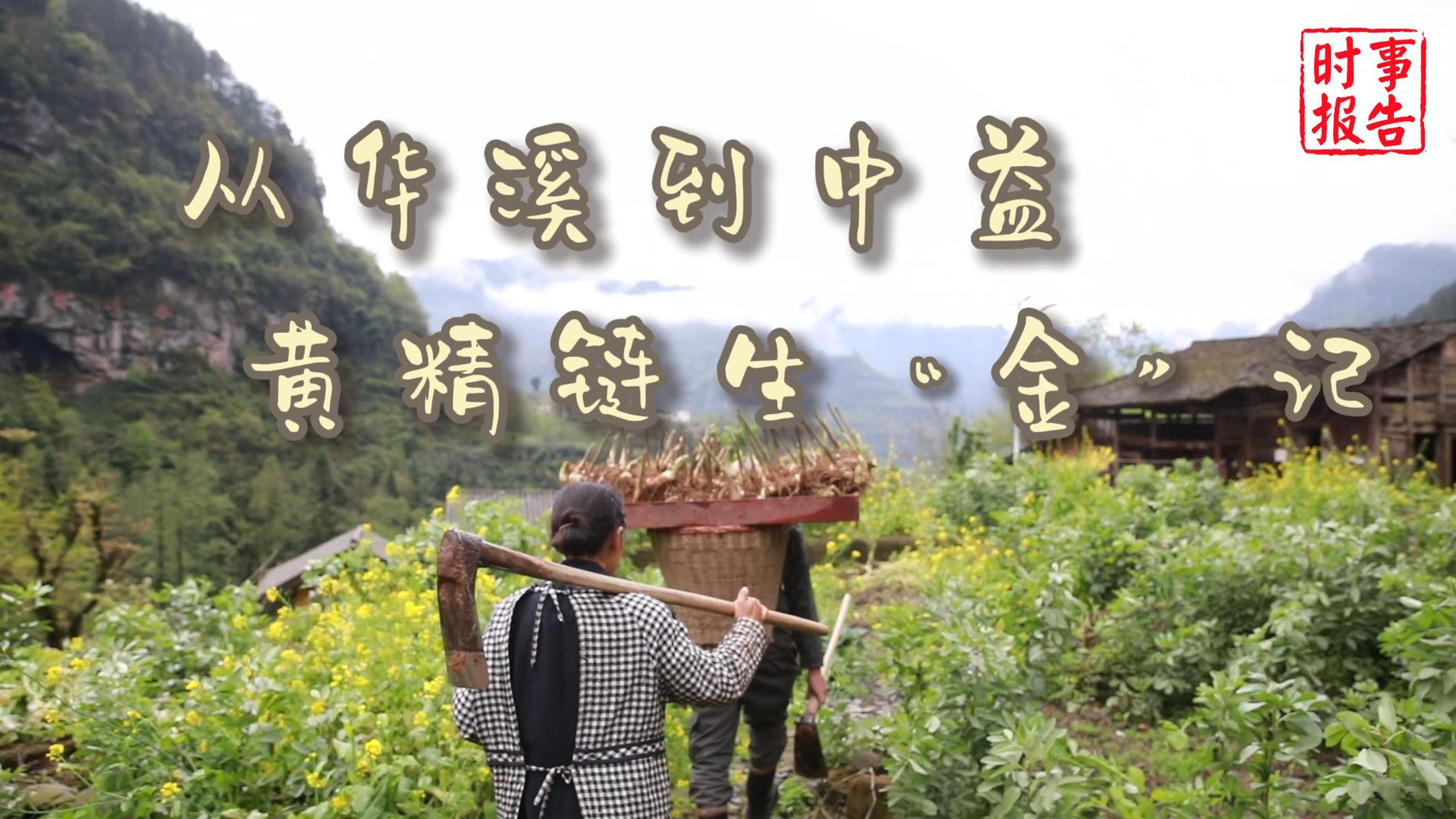 從華溪到中益 黃精鏈生“金”記